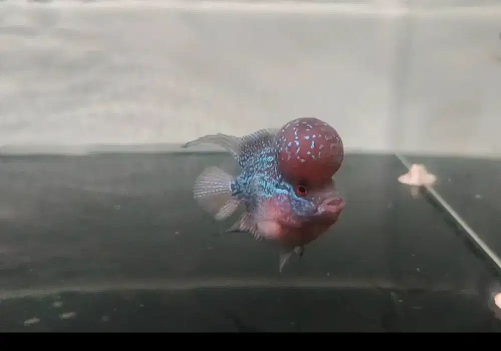 Ikan louhan SRD super boom size -+ 8cm