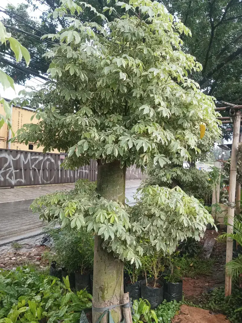 Tanaman randu/kapuk variegata