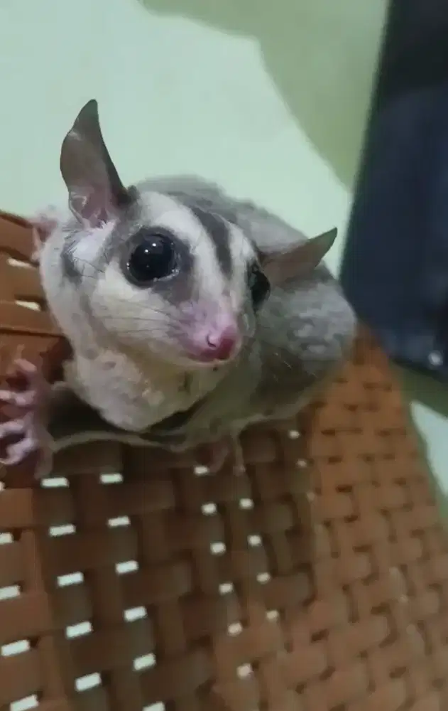 Sugar Glider Classic Grey