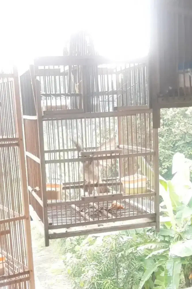 Burung Kutilang Gacor