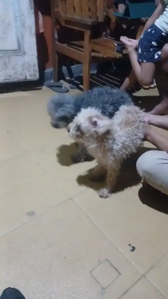 ANJING POODLE TOY SILVER BETINA JANTAN