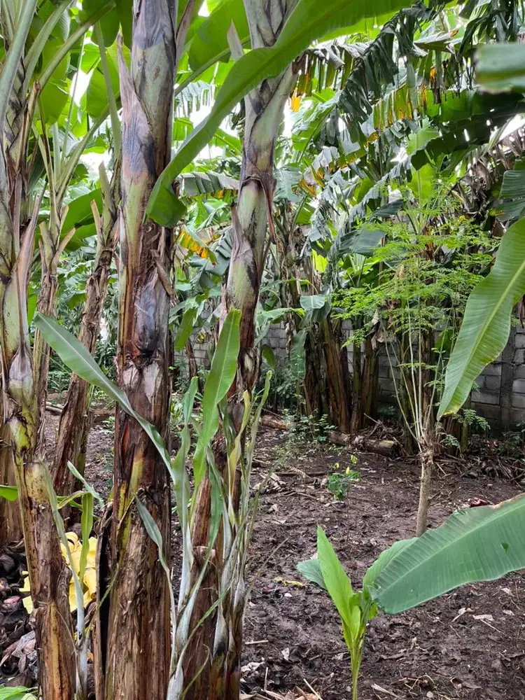 Dijual Tanah Kebun