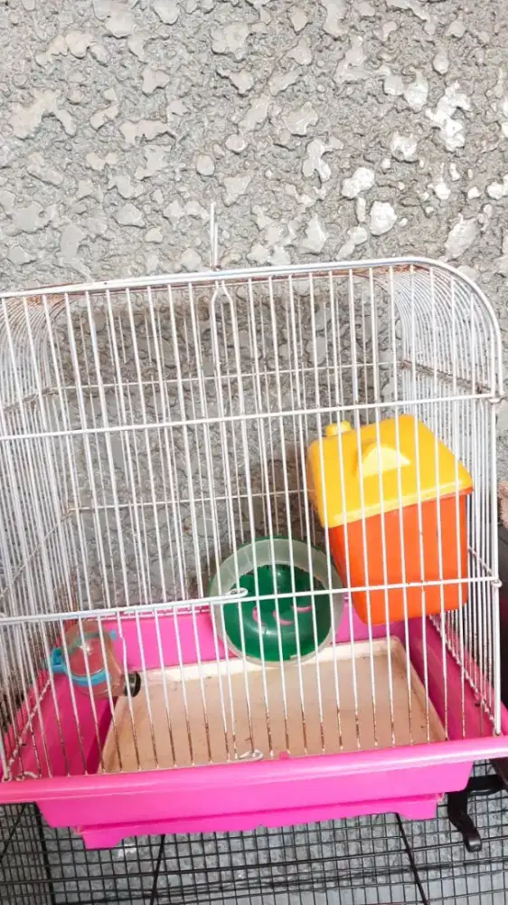 Kandang hamster