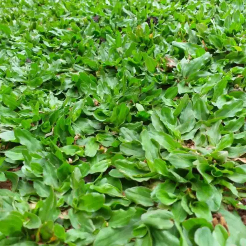 Pemasangan rumput gajah mini