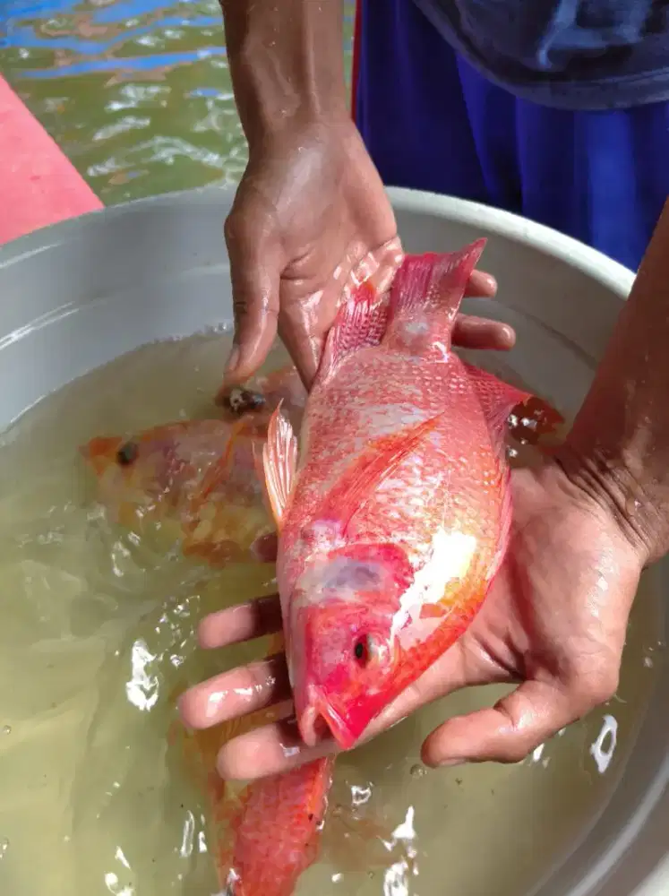 SEDIA INDUKAN NILA MERAH KUALITAS UNGGUL