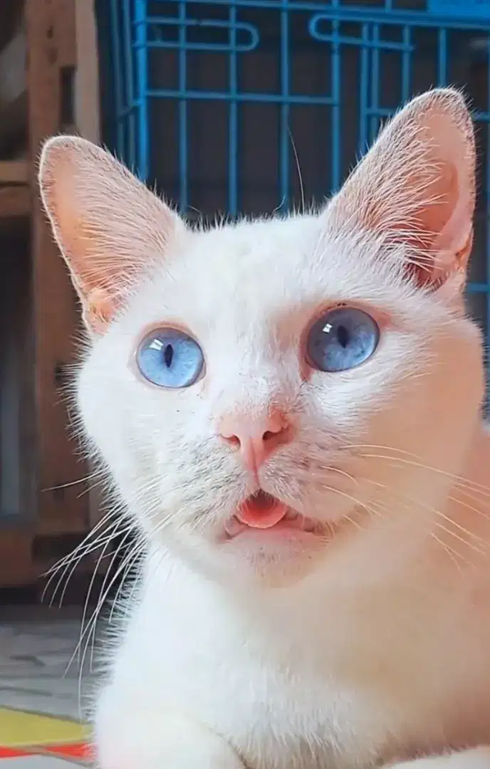 Kucing Putih Khao Manee Jantan
