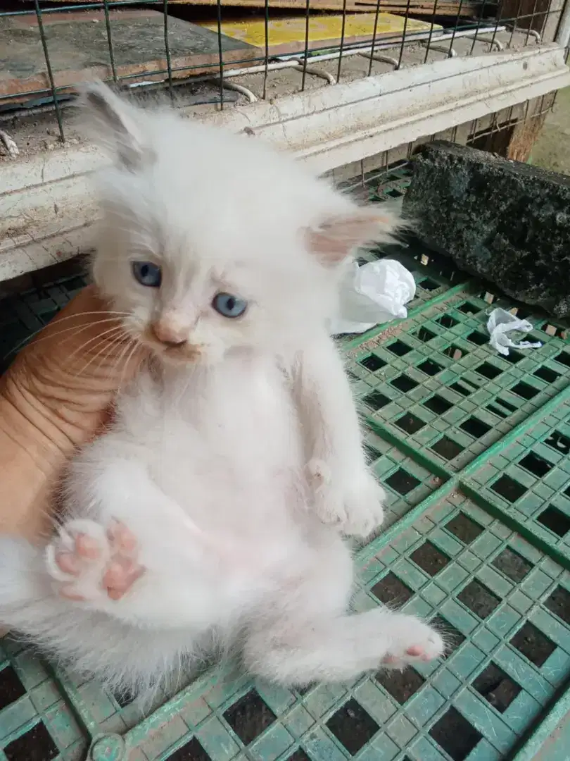 kucing kitten kiten