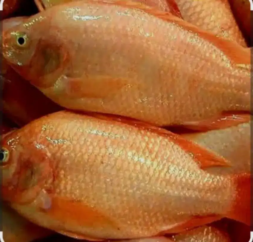 Ikan Nila Hidup, Segar dan Sehat
