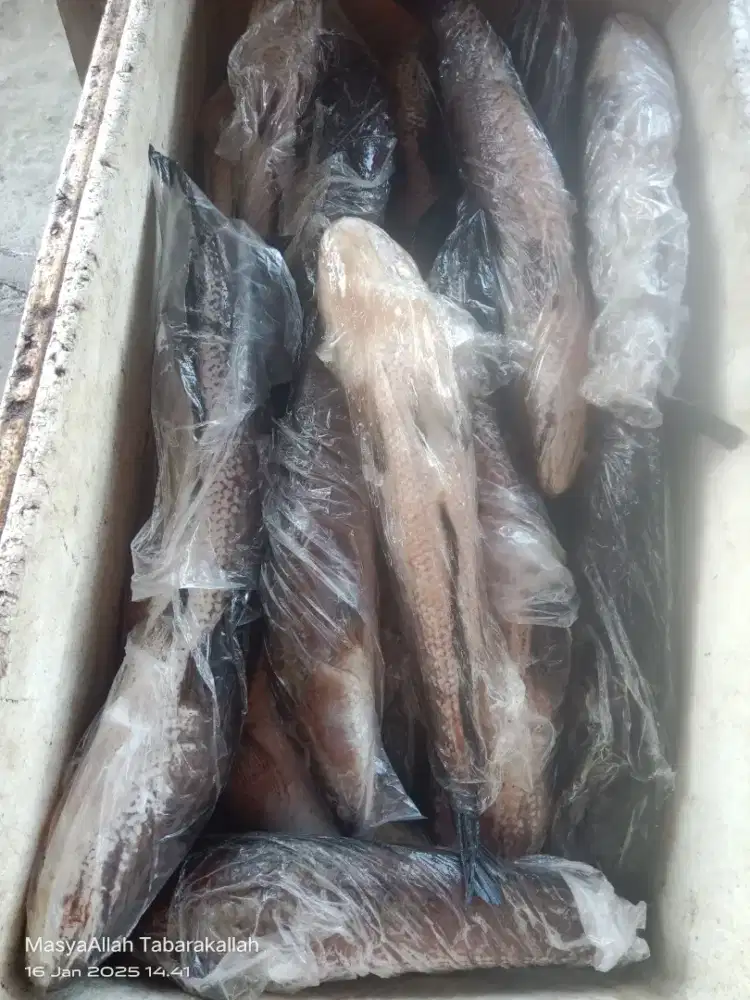 Ikan Gabus, Solusi Alami untuk Mempercepat Penyembuhan Luka!