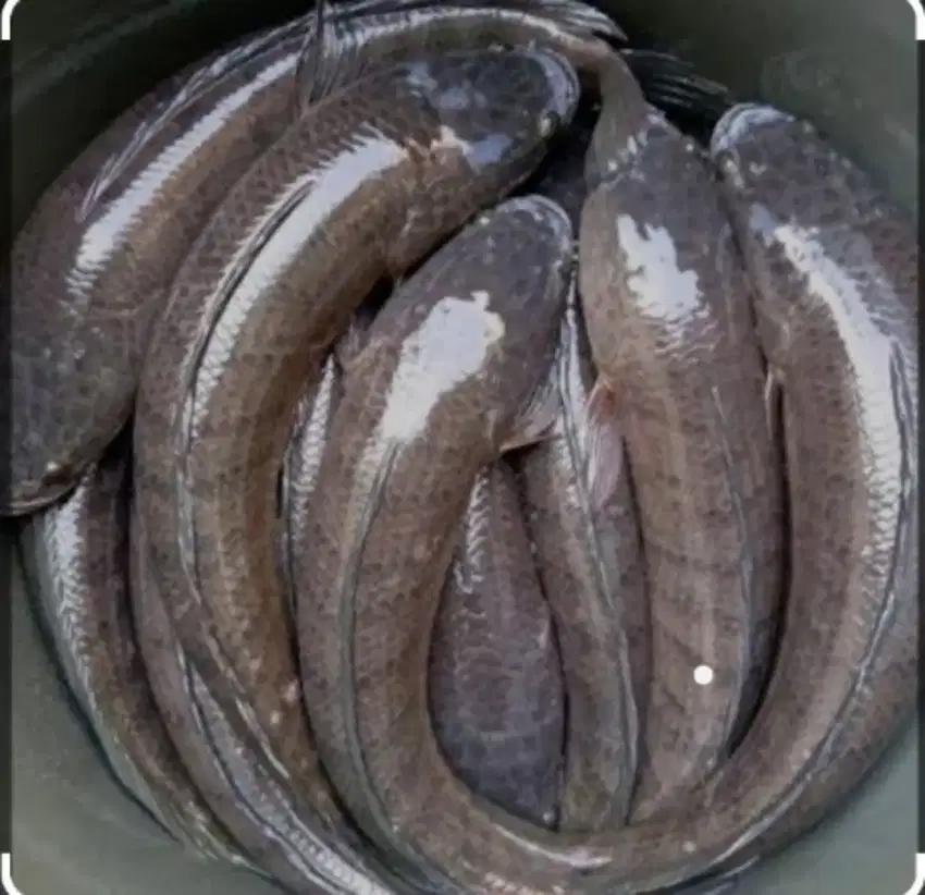 Pulihkan Luka dengan Ikan Gabus, Aman dan Alami!
