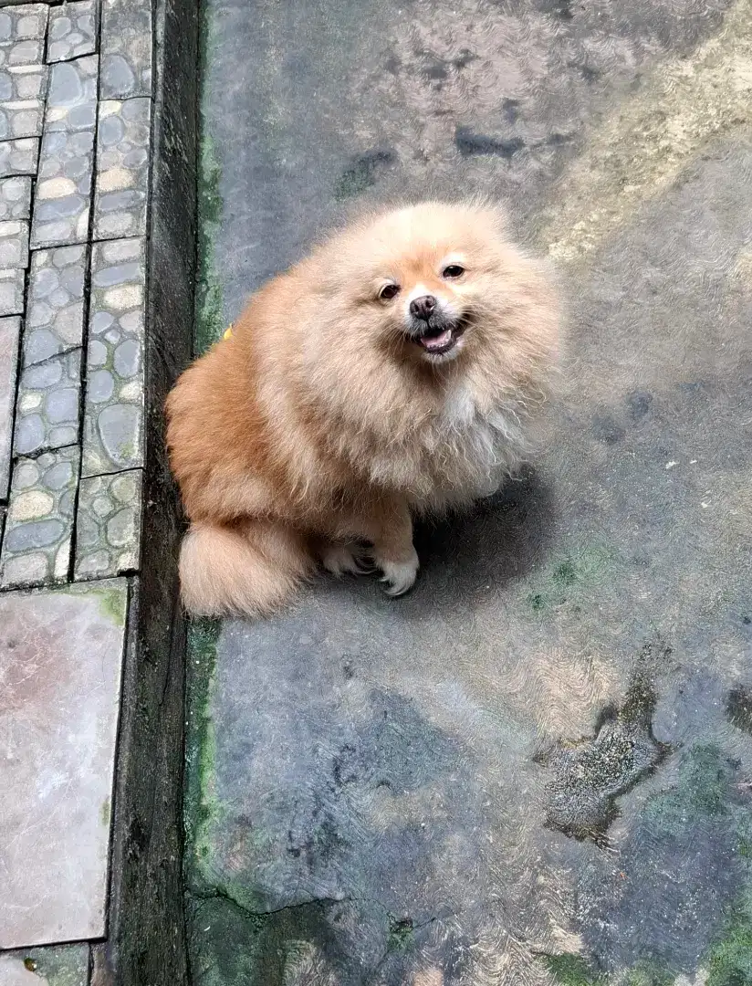MINIPOM RAS BETINA GEMOY LUCU LINCAH