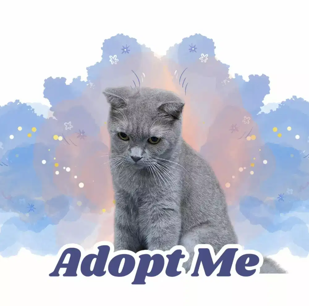 Kucing Scottish Fold