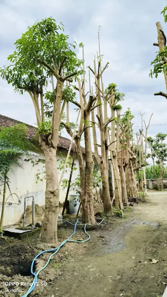 Pohon pule/lame putih