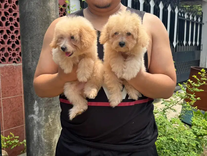 Toy Poodle Apricot Stb Microchip