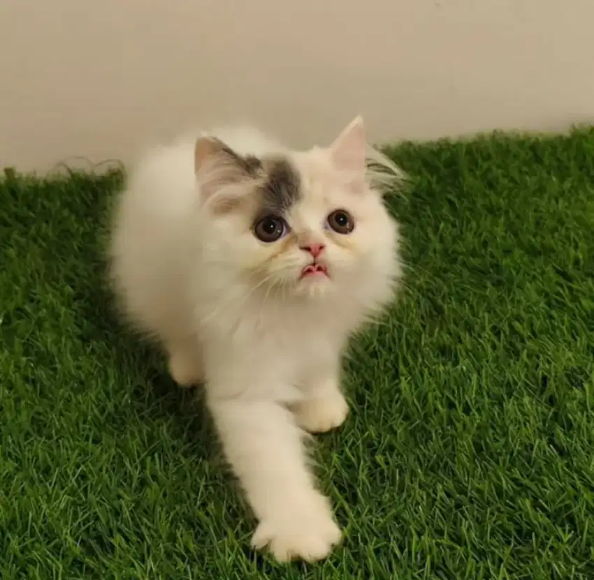 Kitten Flatnose Calico Van