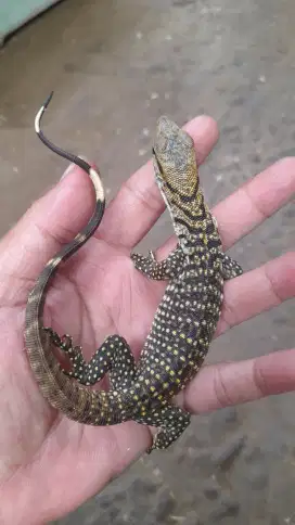 Makan lancar mulus