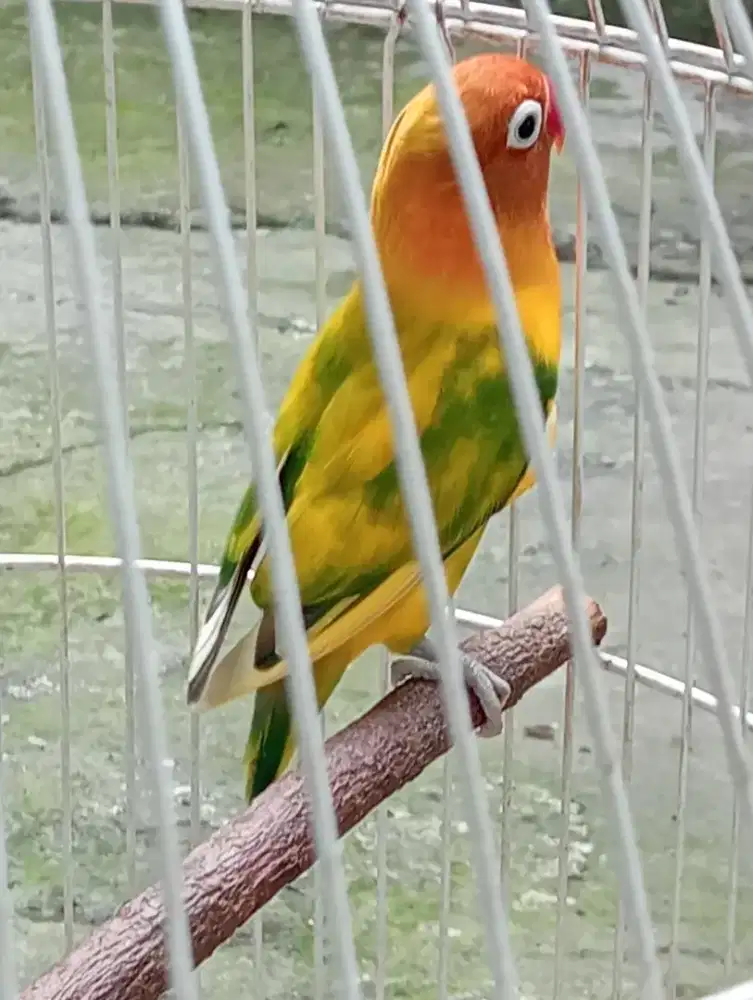 Love bird betina ngekek grecek