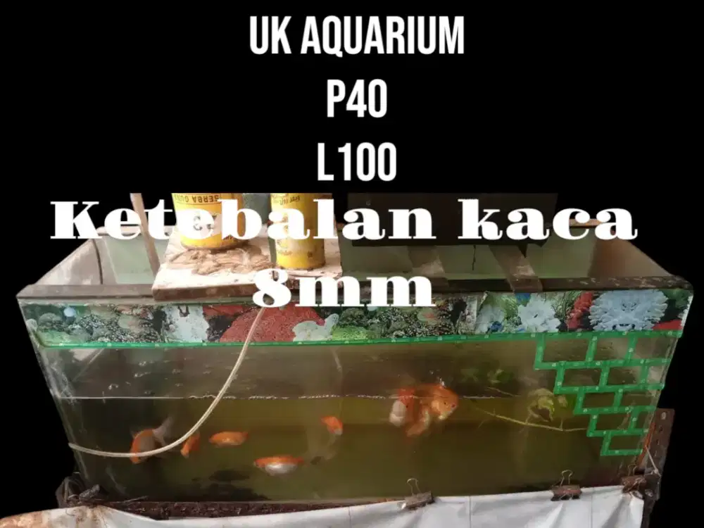 Aquarium jumbo klik gambar saja