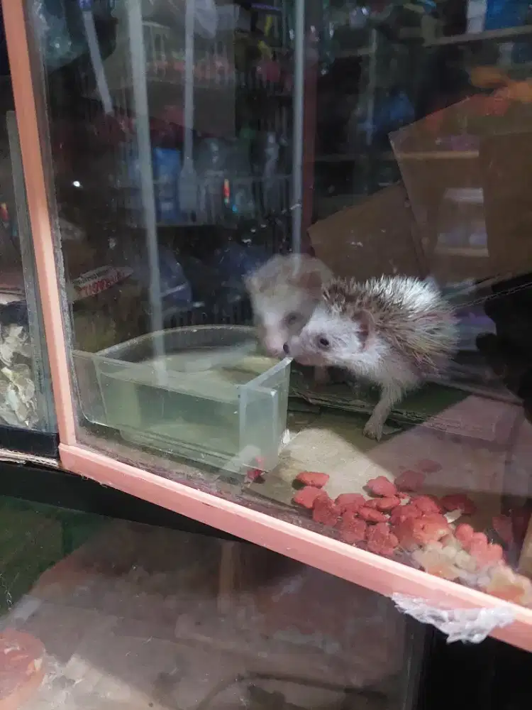 Si imut jinak mandiri