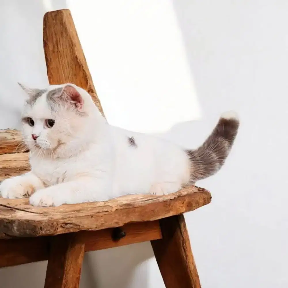 Bsh mix Scottish jantan