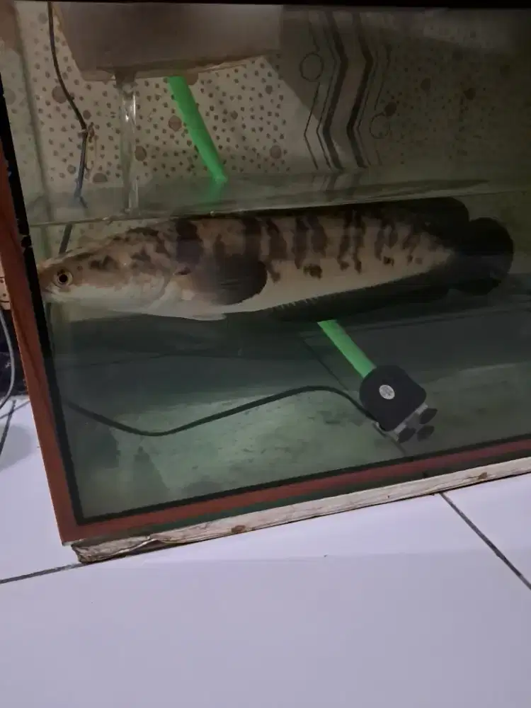 Ikan channa yellow sentarum + aquarium