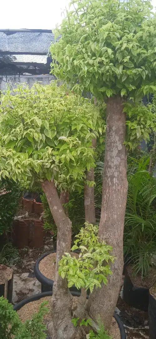 Bonsai anting putri batang besar