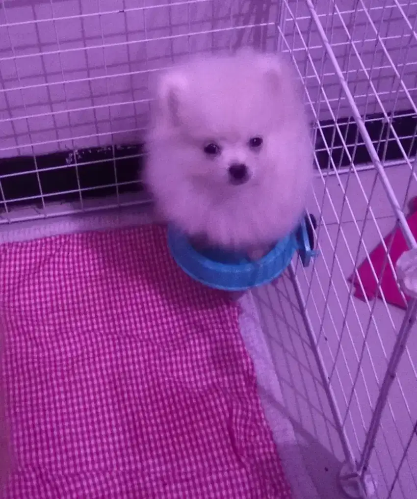Jual Anjing Minipom Male (Micro Teacup)