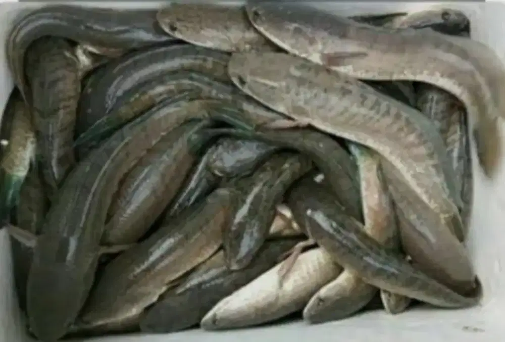 Ikan Gabus, Pilihan Tepat untuk Pemulihan Pascaoperasi!