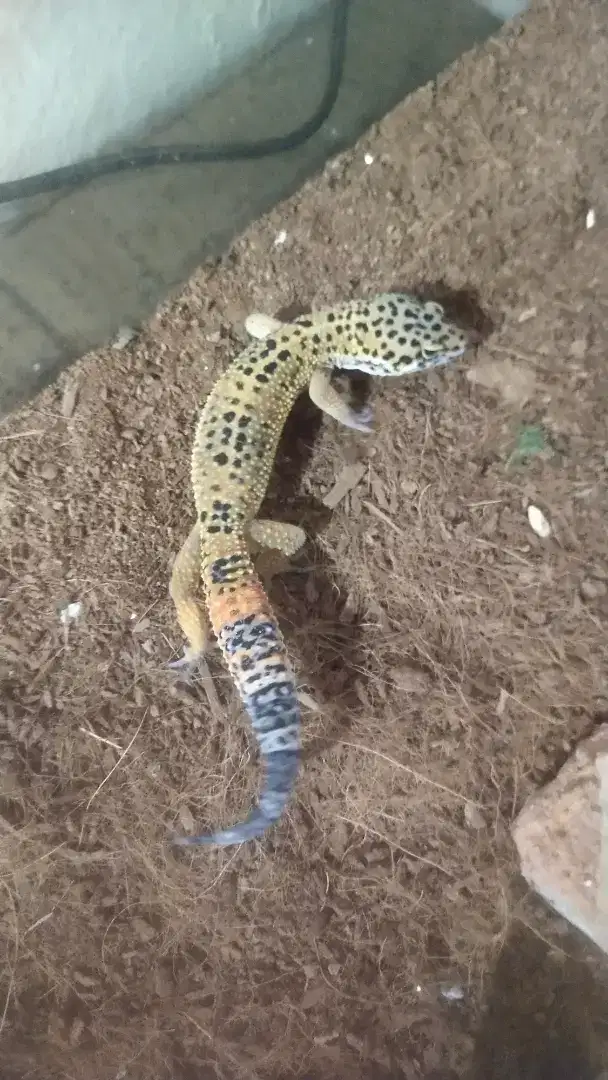 Leopard gecko  male