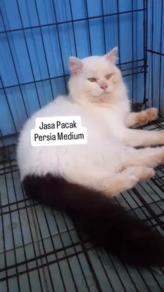 Jasa Mengawinkan Kucing