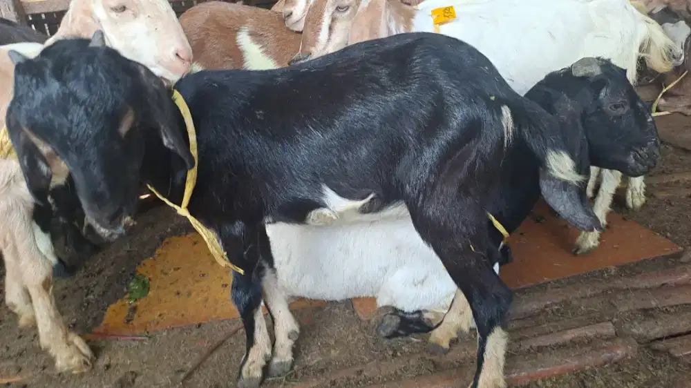 Paket kambing aqiqah mentah