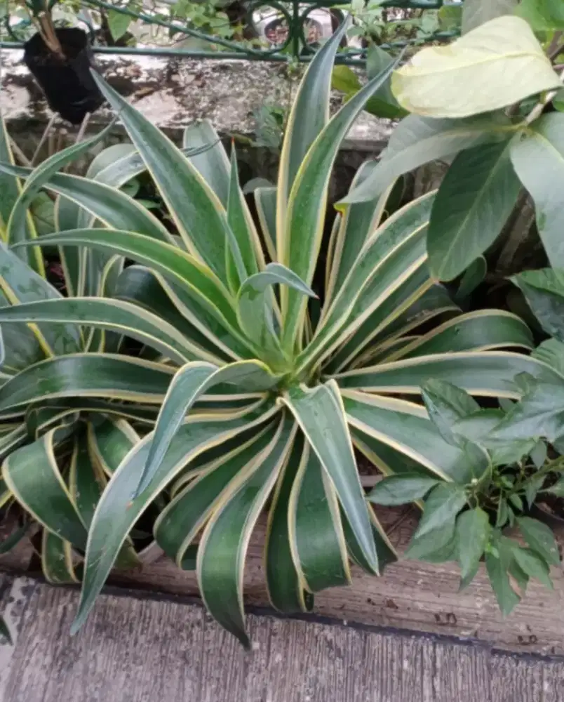 Bunga Agave Siklok, Tanaman Hias berduri lunak, Rimbun
