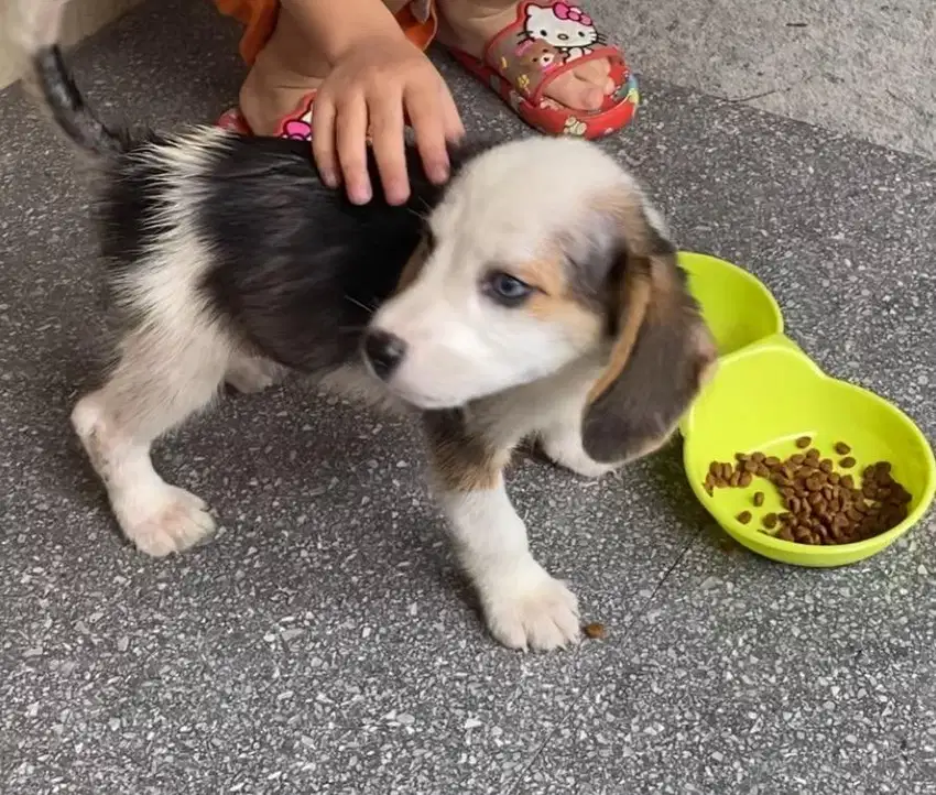 Open Adopt puppy