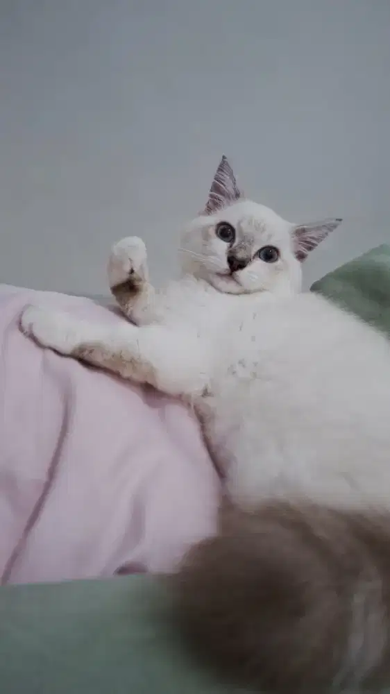 Kucing Putih Himalaya X Anggora
