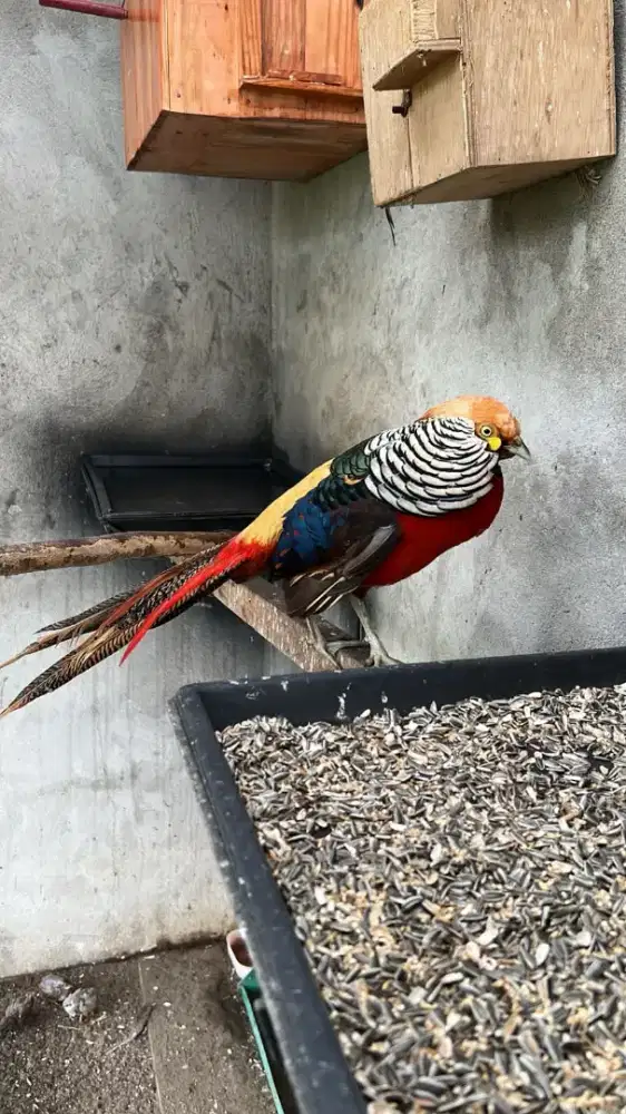 Indukan Ayam Red lady pheasand