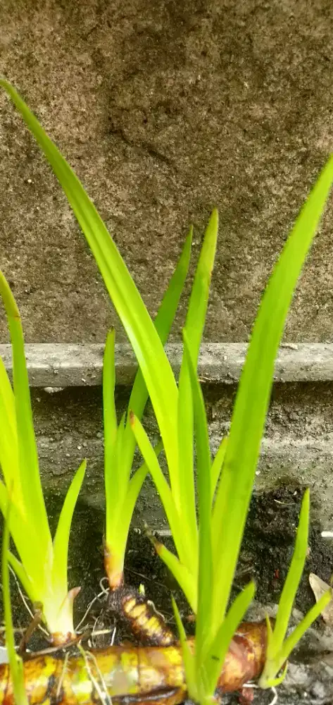 Tanaman dlinggu bangke