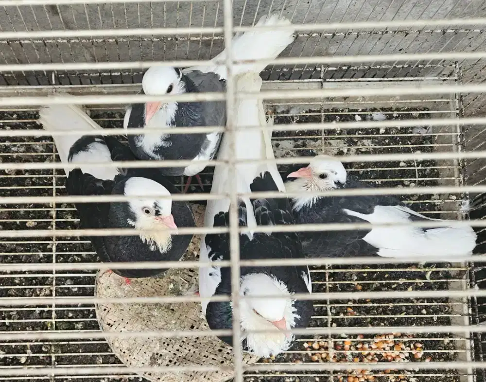 Merpati import (Racing Roller)