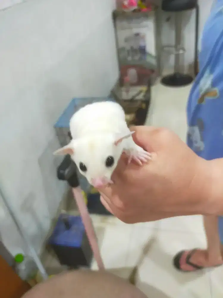 Anakan Sugar Glider