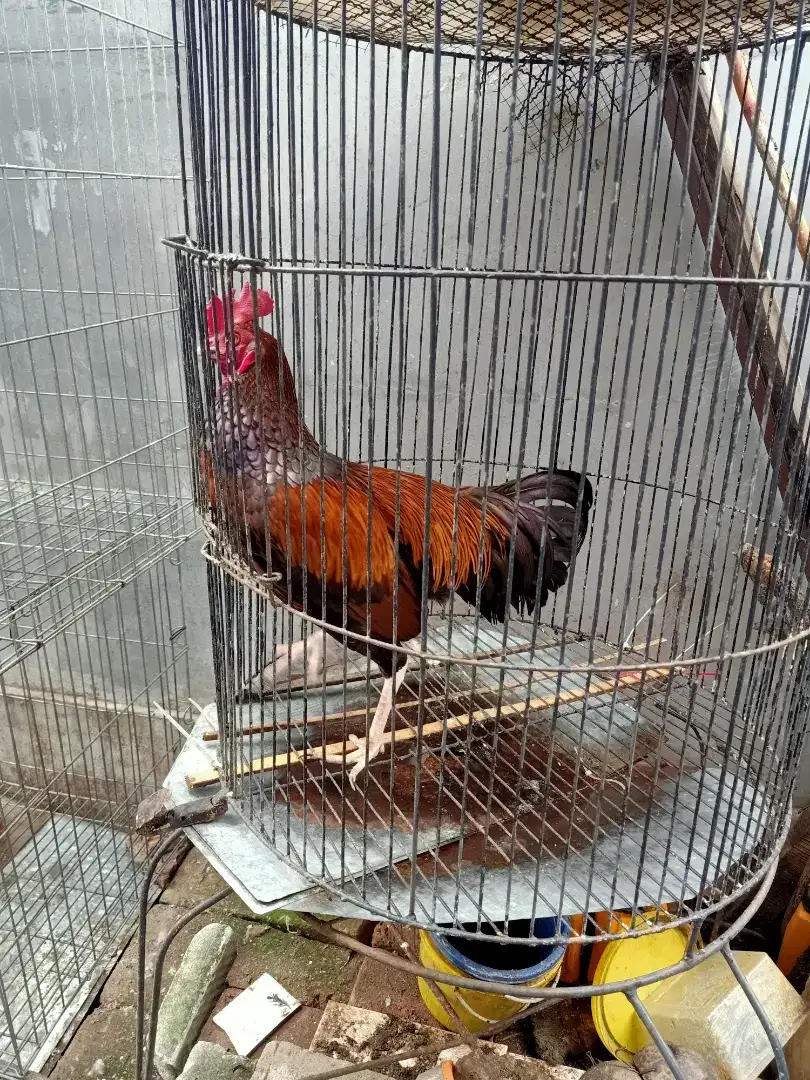 Bekisar Jakarta mewah