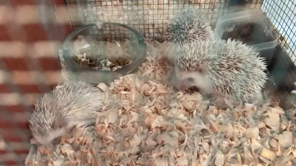 Hoglet / landak mini