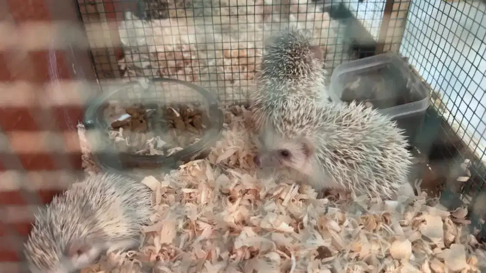 Hoglet / landak mini