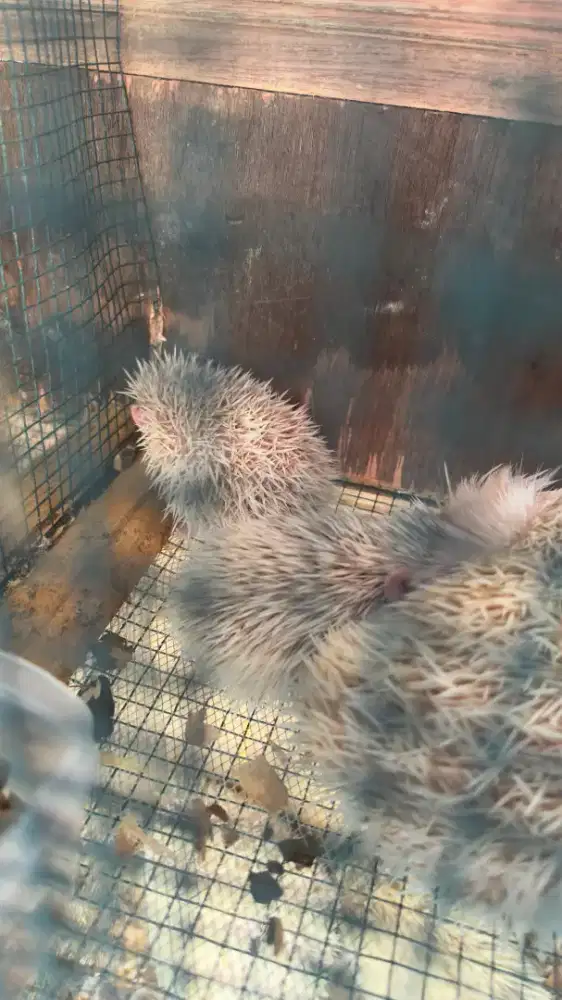 Hoglet / landak mini