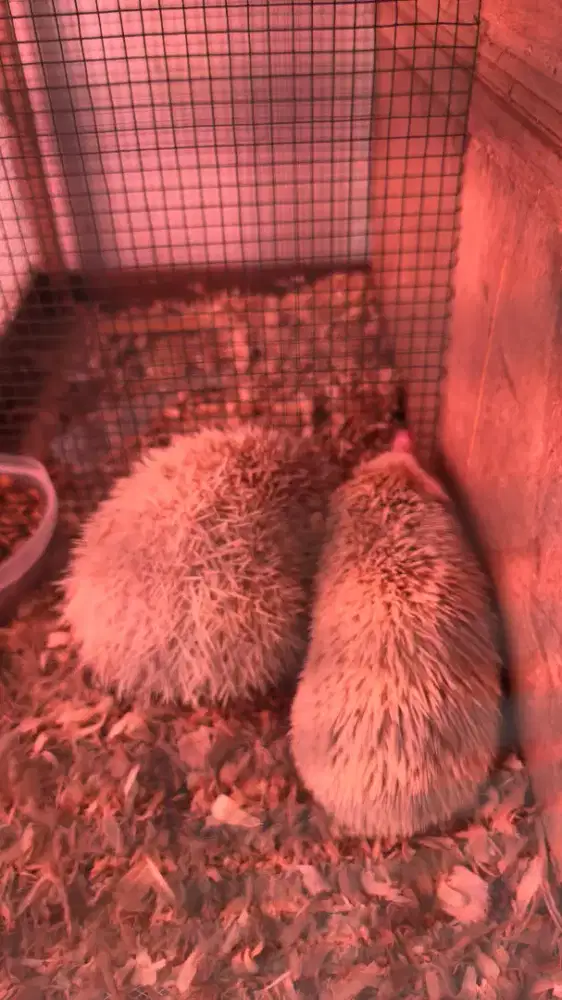 Landak mini / hoglet