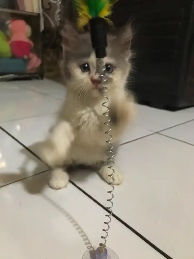 Anabul Betina Calico