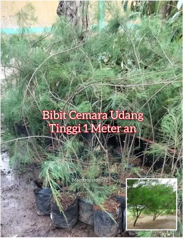 Cemara Udang Tinggi 1 Meter an