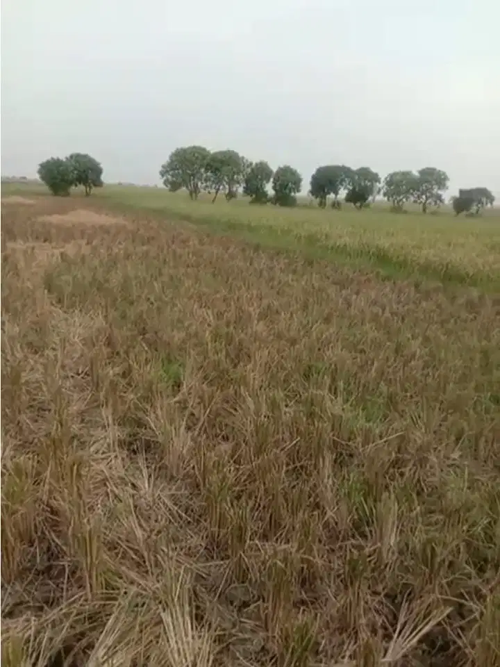 DIJUAL SAWAH DI SUKAMEKAR