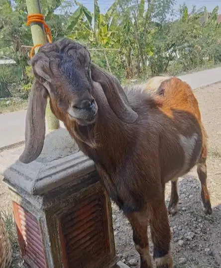 kambing jantan 45kiloan timbang hdup2 siap hewan kurban 2025 rawatan