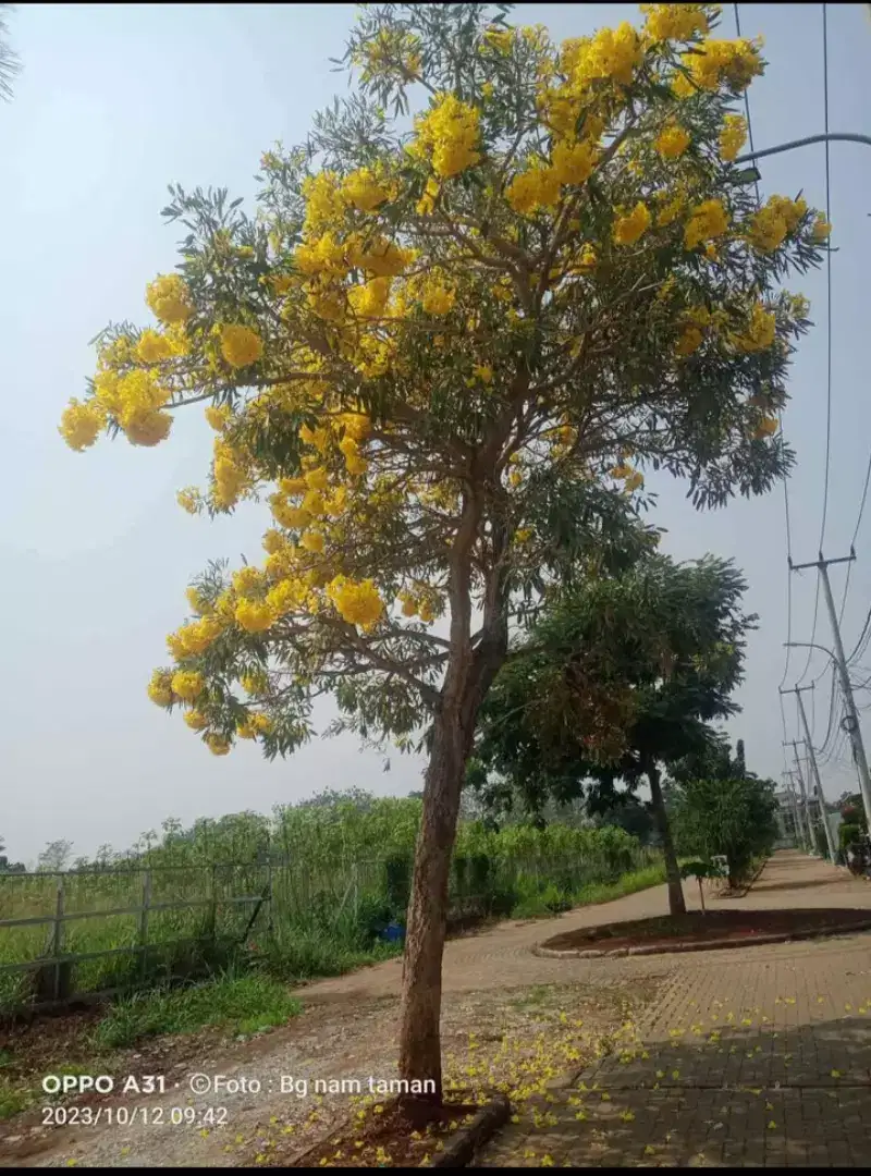 Pohon tabebuya bunga kuning