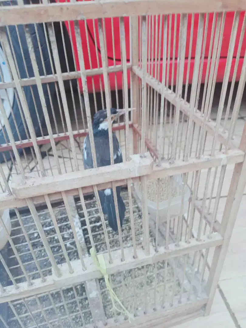 Jual burung jalak suren SDH bunyi