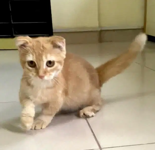 Kucing munchkin fold